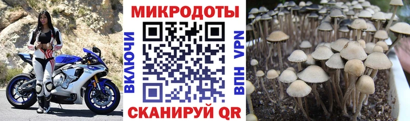 KRAKEN tor  Верещагино  Псилоцибиновые грибы Cubensis 